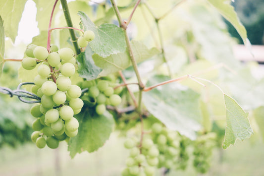 Was bedeuten Extra Brut, Brut, Extra Dry & Co.?